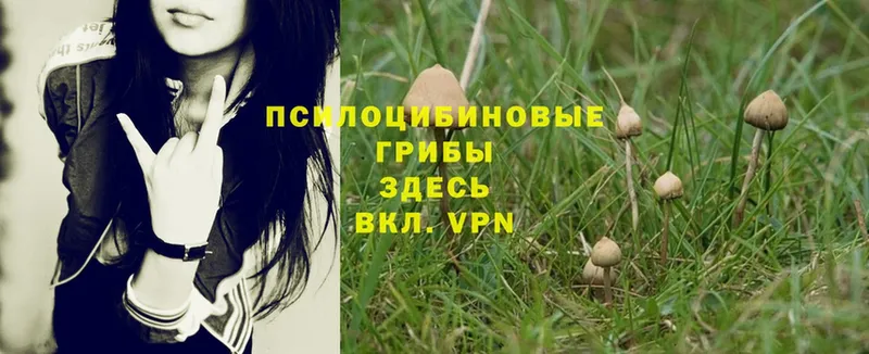 Псилоцибиновые грибы MAGIC MUSHROOMS  Белоозёрский 